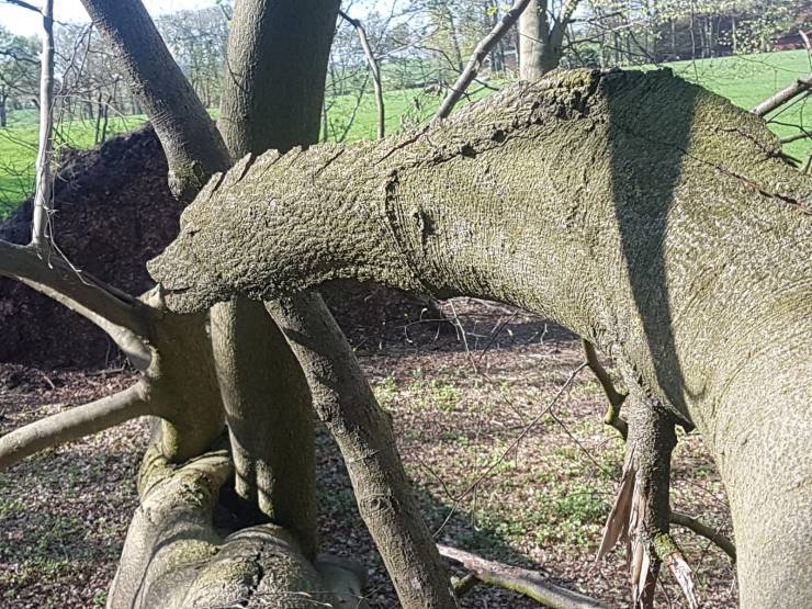 “This broken tree, that looks like a dinosaur/dragon.”