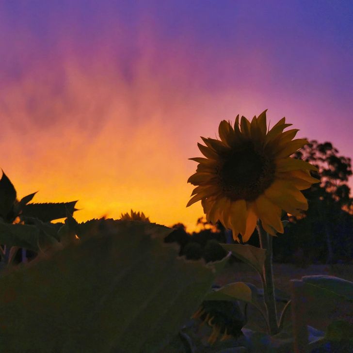 “My sunflower patch was looking pretty against the vivid sunset we had last night.”