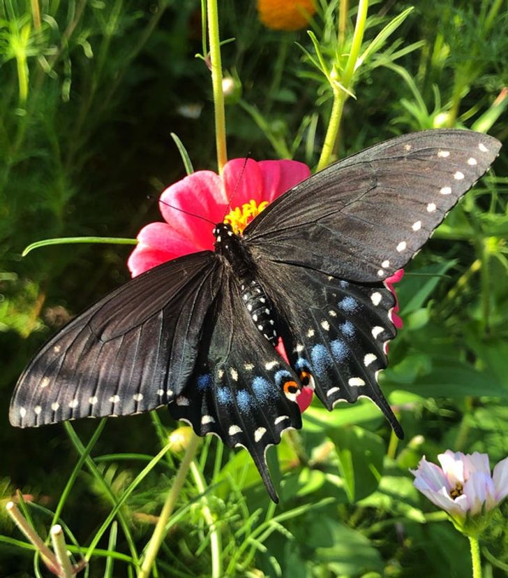Black Swallowtail always compliments our flowers and it makes me so proud.”