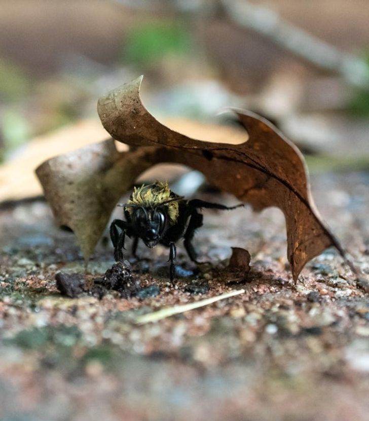 “I found a bumblebee drying off under a leaf.”