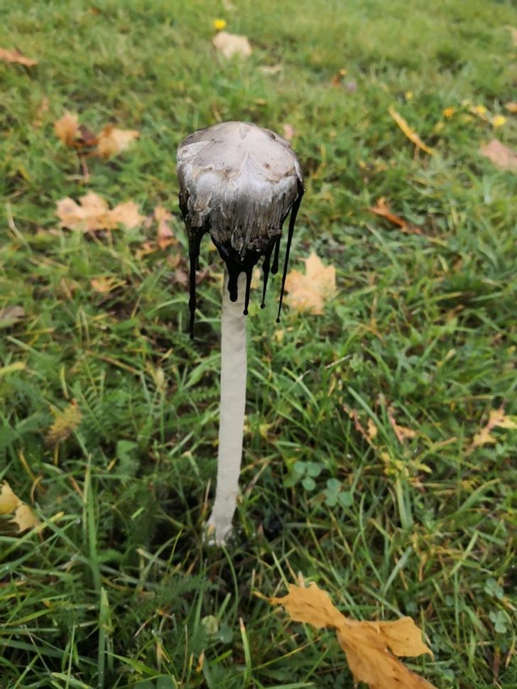 Inky cap mushroom looks like it’s melting.