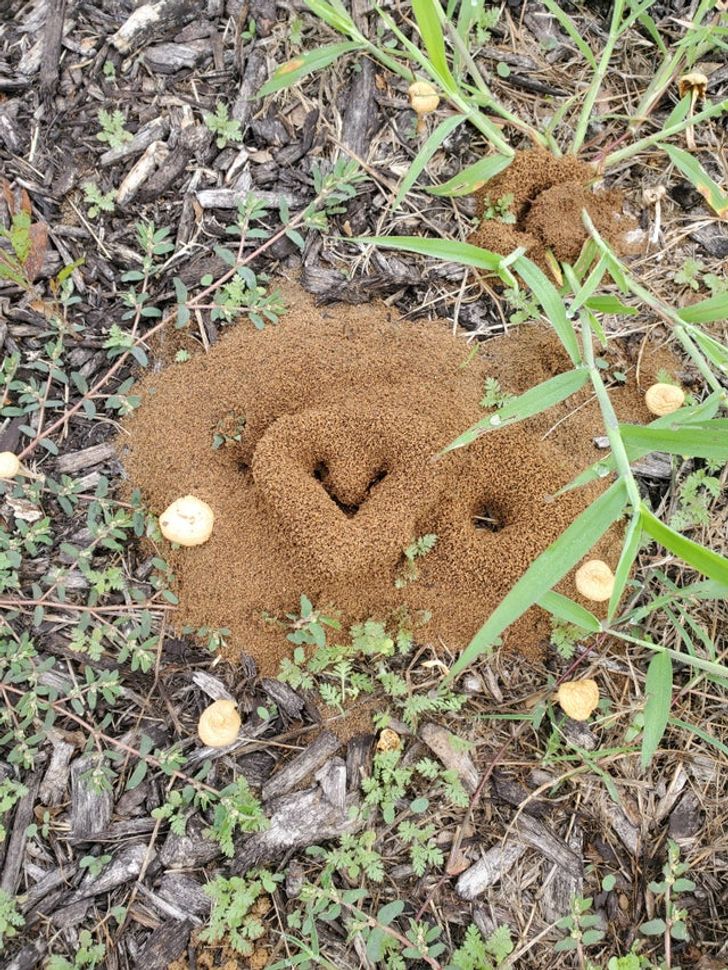 “Ants formed a heart on their mound.”