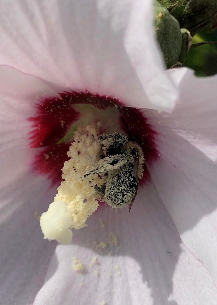 Bee covered in pollen. “Gotta pollinate SO hard!”