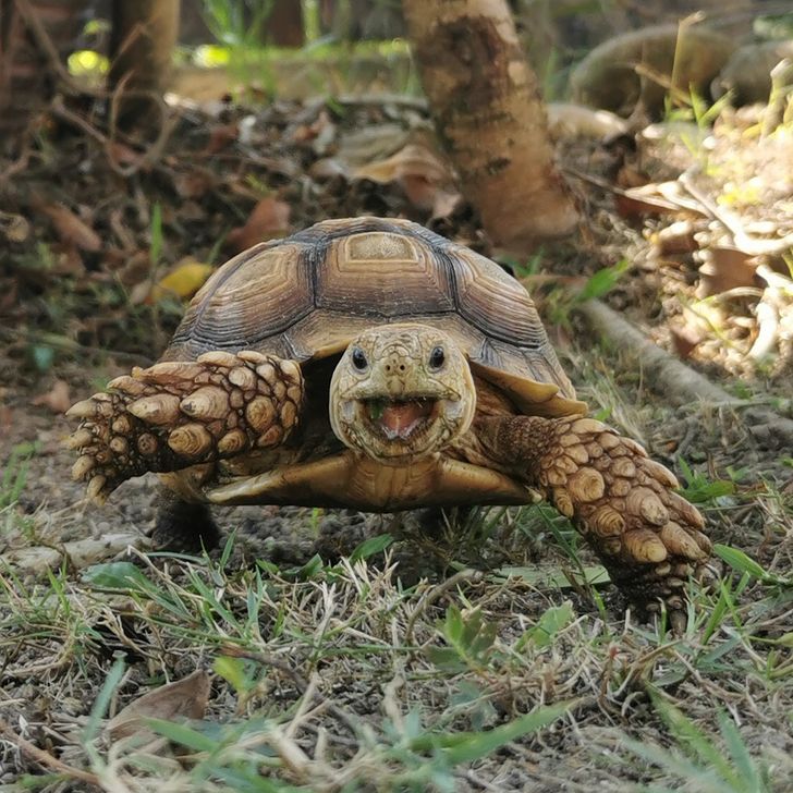 “My pet tortoise smiled at me!”