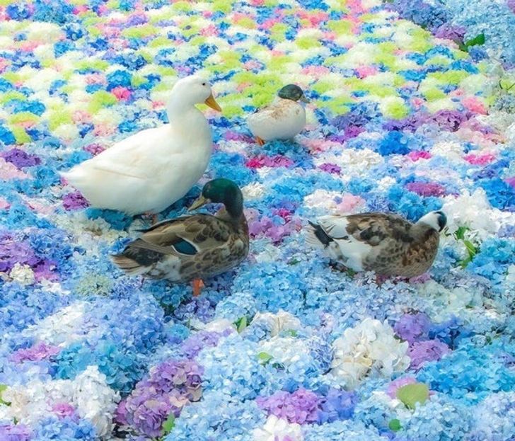 Ducks walking on Hydrangea petals. Now you’ve seen everything.