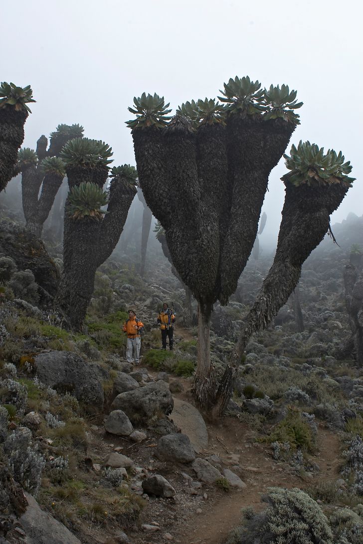 “Giant Groundsels, prehistoric plants found on top of Mt. Kilimanjaro.”