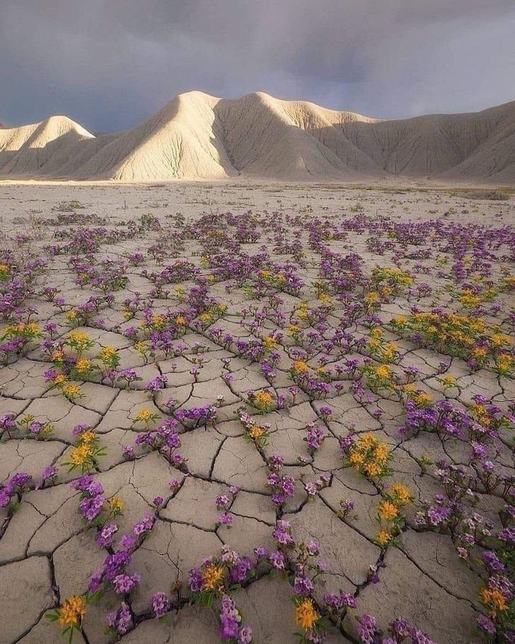 “This is the Atacama Desert in Chile. It’s drier than the Sahara. And yet it’s flowering.”