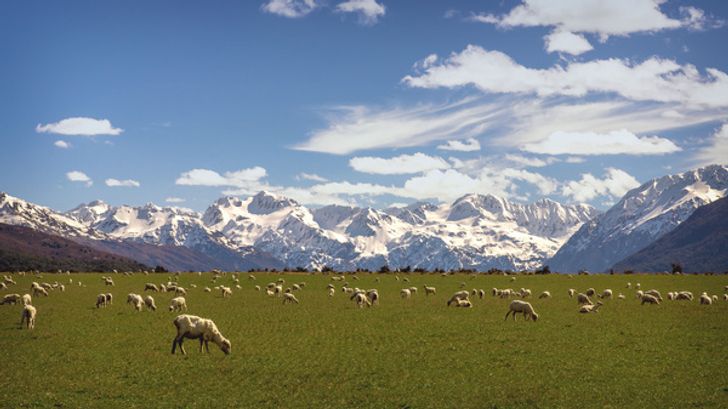“If you are driving across New Zealand, sheep can be seen almost anywhere. There are 6 sheep for every one resident.”