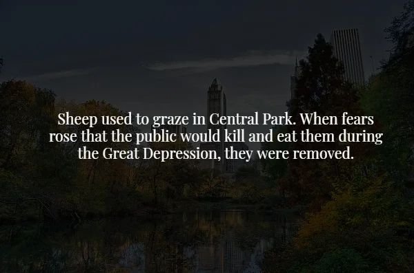 nature - Sheep used to graze in Central Park. When fears rose that the public would kill and eat them during the Great Depression, they were removed.