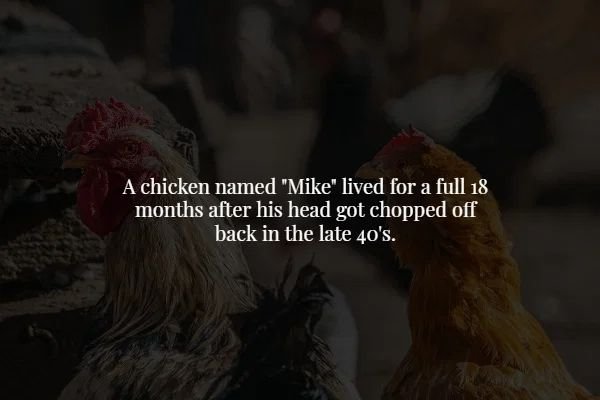 40 creepy places that will chill you - A chicken named "Mike" lived for a full 18 months after his head got chopped off back in the late 40's.