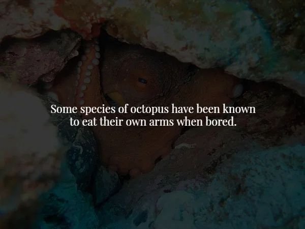 some creepy facts - Some species of octopus have been known to eat their own arms when bored.