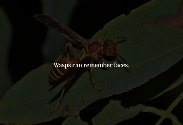 pest - Wasps can remember faces.