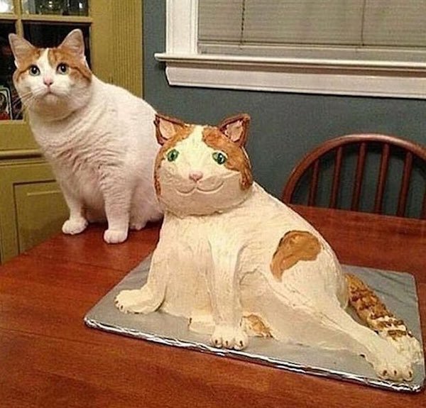 cat next to cat cake