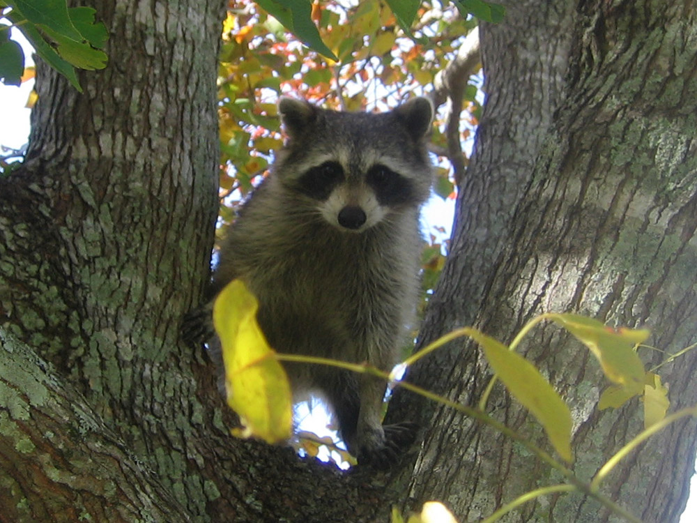 racoon in daylight