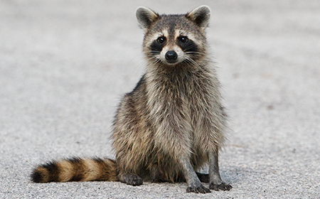 curious racoon