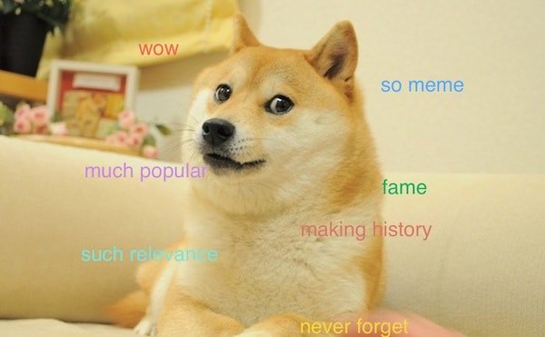 doge meme excited - Wow so meme much popula fame making history such relevan never forget