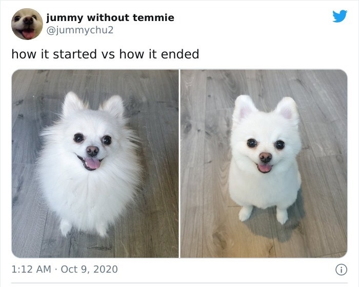 dog - jummy without temmie how it started vs how it ended 0