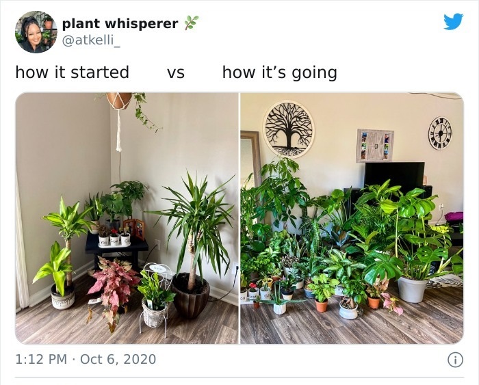 flowerpot - plant whisperer how it started Vs how it's going ou 0