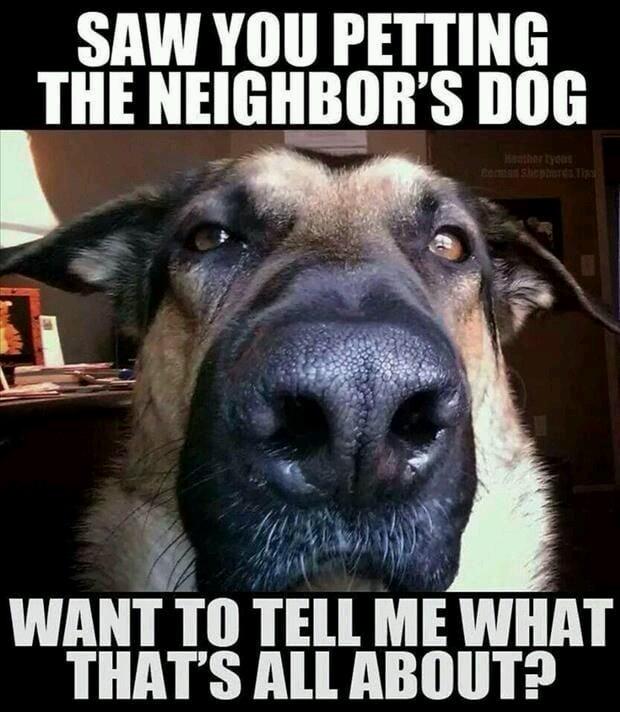 saw you petting the neighbor's dog meme - Saw You Petting The Neighbor'S Dog Want To Tell Me What That'S All About?
