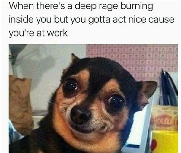 work memes - chihuahua memes - When there's a deep rage burning inside you but you gotta act nice cause you're at work 10 Olare