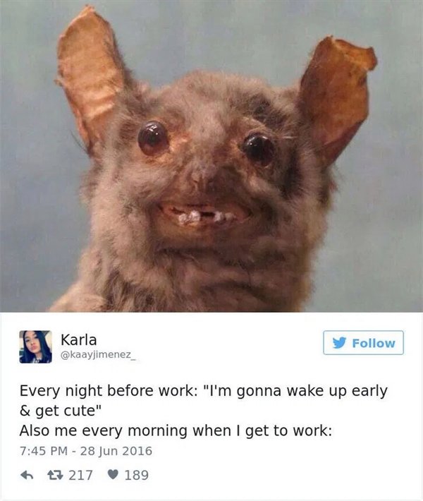 work memes - crap taxidermy meme - Karla Every night before work "I'm gonna wake up early & get cute" Also me every morning when I get to work 7 217 189