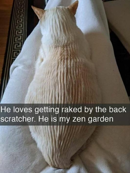 cat is my zen garden - He loves getting raked by the back scratcher. He is my zen garden