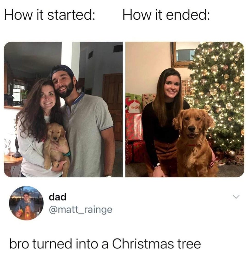 Cheezburger, Inc. - How it started How it ended dad bro turned into a Christmas tree