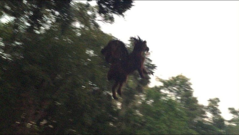 NEW JERSEY: JERSEY DEVIL.This creature is often described as a flying biped with hooves, but there are many variations. It has been reported to move quickly and is often described as emitting a high-pitched “blood-curdling scream.