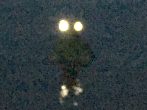 OHIO: THE LOVELAND FROG.A humanoid, 4-foot frog apparently hangs out on the sides of roads in Loveland at night, and it will stand up on its hind legs, wave a wand over its head, and shoot sparks to deter humans.