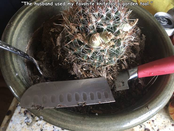 cactus - "The husband used my favorite knife as a garden tool." Coco