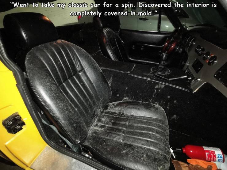 steering wheel - "Went to take my classic car for a spin. Discovered the interior is completely covered in mold."