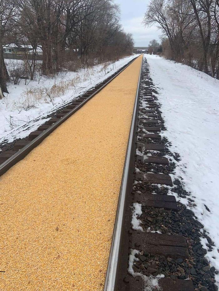 minnesota corn train