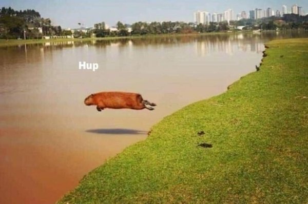 funny meme - animal jumping into the water - hup
