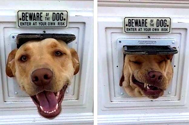 funny meme - beware of dog funny face