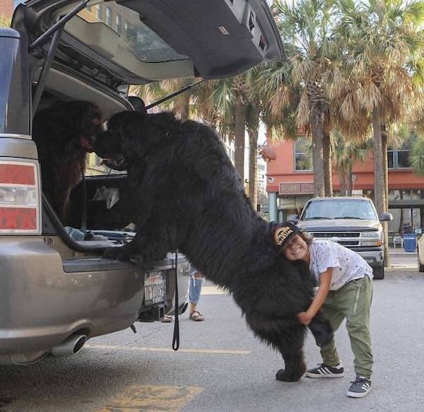 funny meme - kid lifting huge dog into car