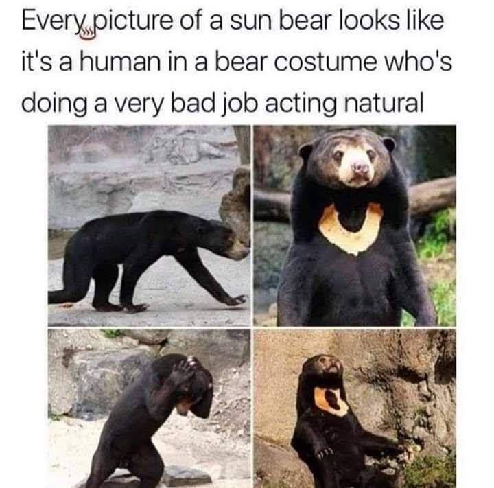 funny meme - every picture of a sun bear looks like it's a human in a bear costume who's doing a very bad job acting natural