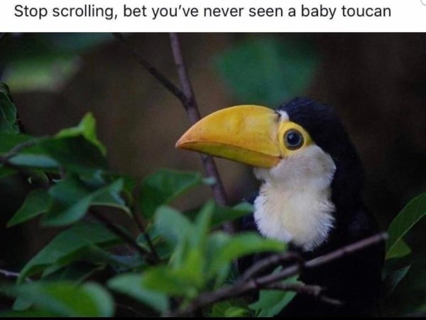 funny meme - stop scrolling bet you've never seen a baby toucan