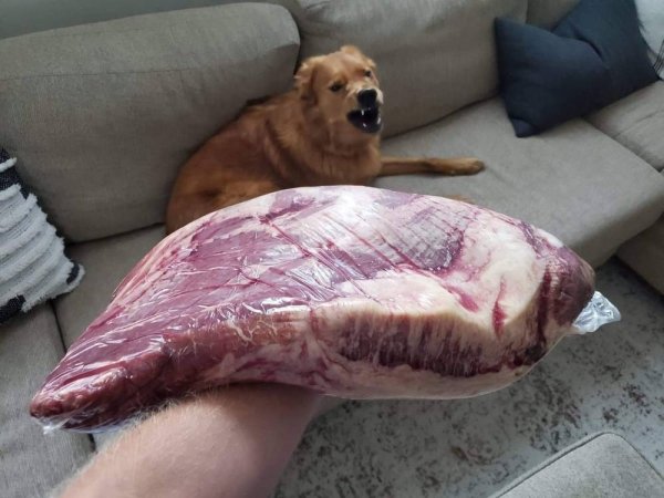 funny meme - dog growling at large piece of meat