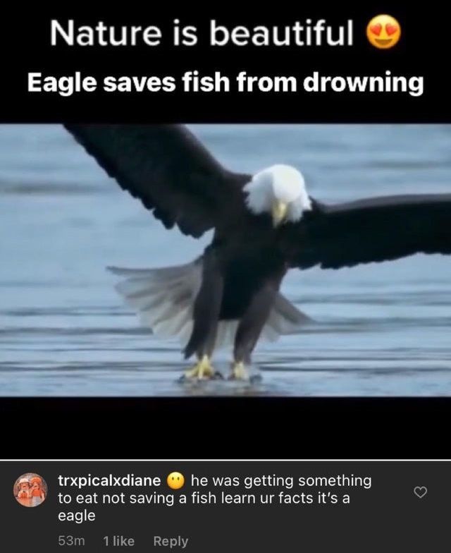 tuff rock - Nature is beautiful Eagle saves fish from drowning trxpicalxdiane he was getting something to eat not saving a fish learn ur facts it's a eagle 53m 1