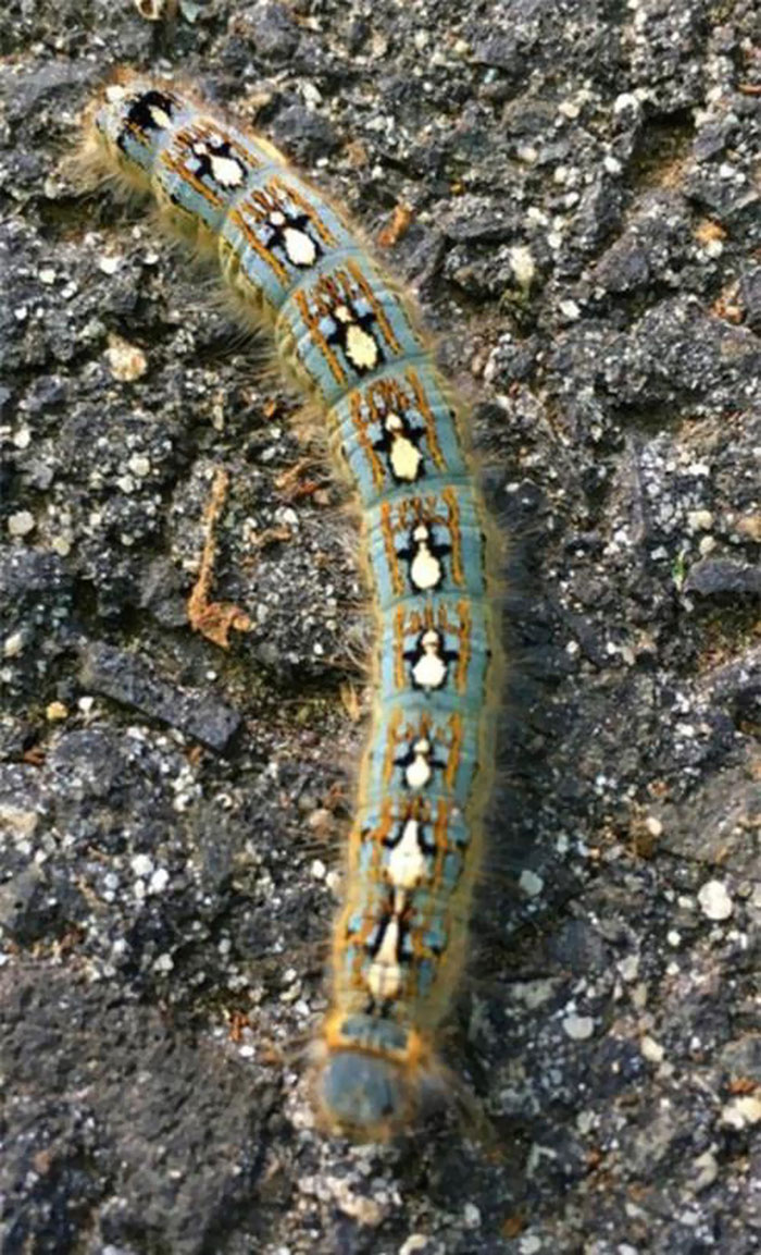 A Caterpillar That Looks Like It's Wearing A Penguin Sweater