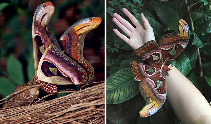 The Wings Of The Atlas Moth Look Like Snakes