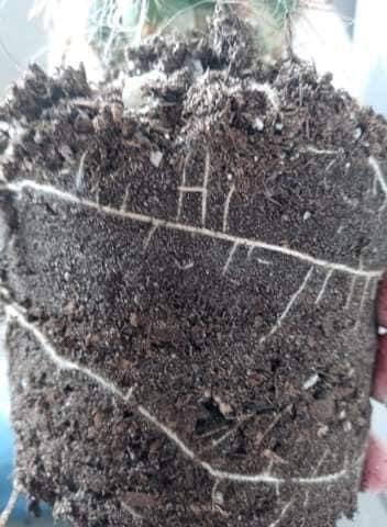 stuff thats cool to look at - soil