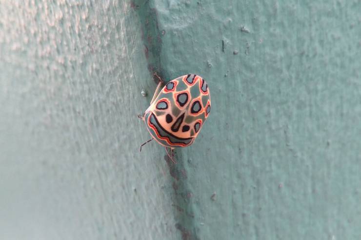 stuff thats cool to look at - ladybird