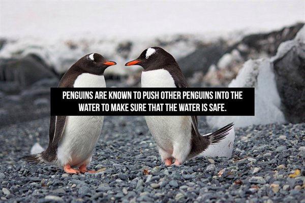 penguin pebble - Penguins Are Known To Push Other Penguins Into The Water To Make Sure That The Water Is Safe.