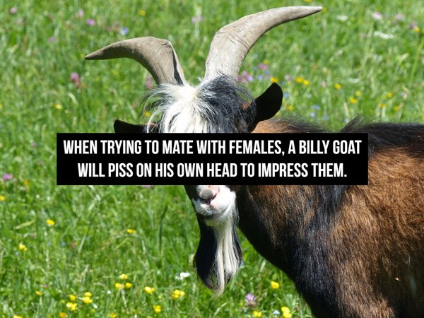 black brown and white goat - When Trying To Mate With Females, A Billy Goat Will Piss On His Own Head To Impress Them.