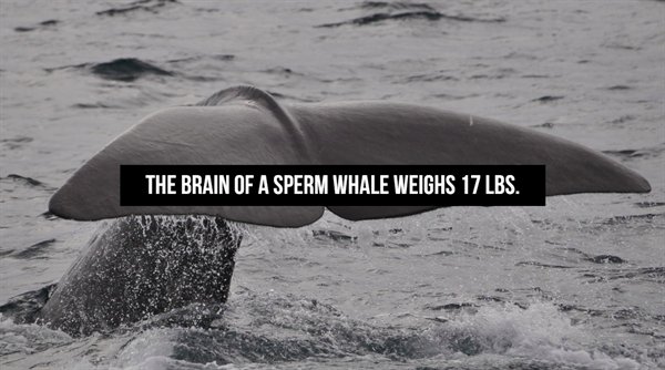 Cetaceans - The Brain Of A Sperm Whale Weighs 17 Lbs.