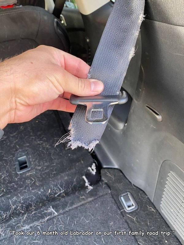vehicle door - "Took our 6 month old Labrador on our first family road trip."