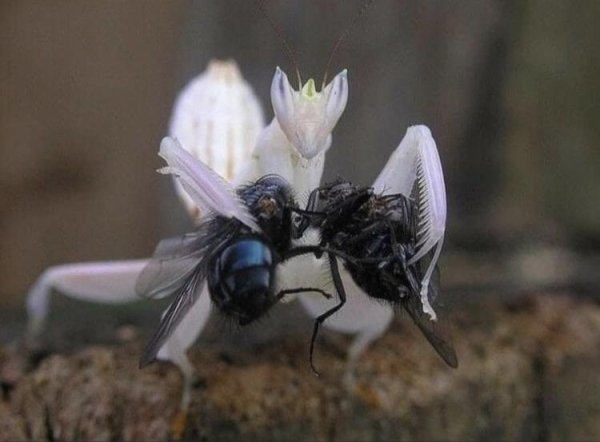 praying mantis making flies kiss