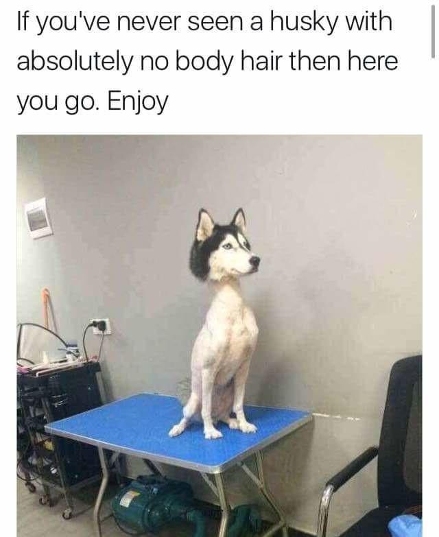 funny memes - husky with no body hair - If you've never seen a husky with absolutely no body hair then here you go. Enjoy