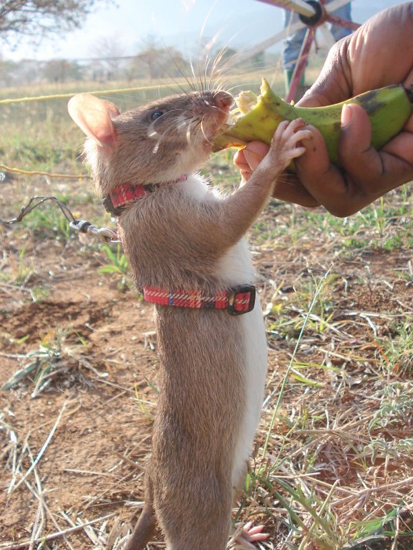 giant african pouched rat - Ca